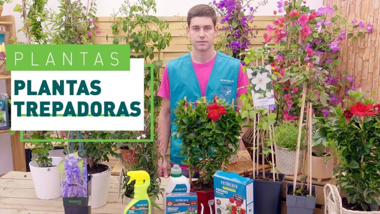 Encanto de los Cenadores: Transformaci&oacute;n con Plantas Ornamentales