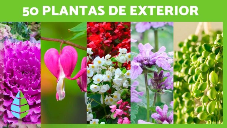 Ideas Creativas de Decoración con Plantas Colgantes para Terrazas