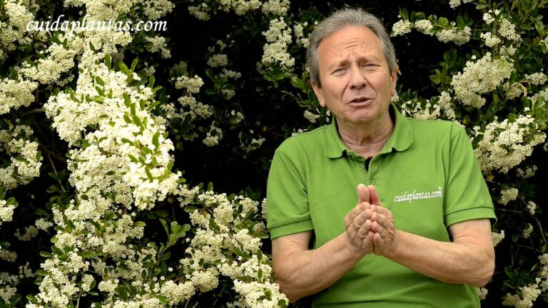 Cenadores: Refugios Ideales para Plantas Ornamentales